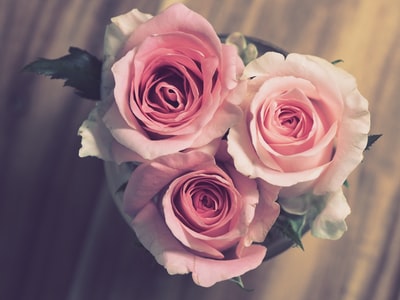 两朵粉红色玫瑰的特写照片